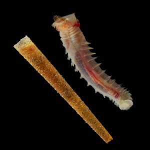 Straight trumpet worm