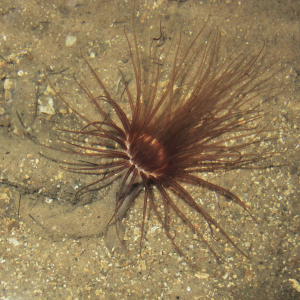 Lesser cylinder-anemone