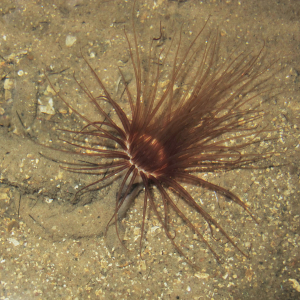Lesser cylinder-anemone