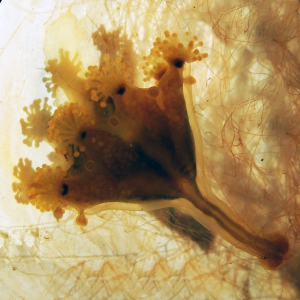 Trompeten-Stielqualle