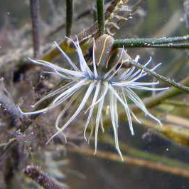 Orange-striped green anemone
