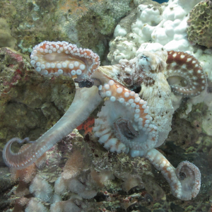 Almindelig ottearmet blæksprutte