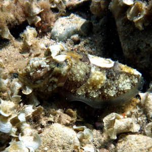 Elegant cuttlefish