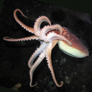 Horned octopus