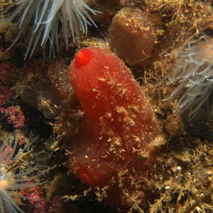 Rosy sea-squirt
