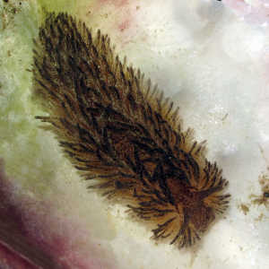Anemone slug