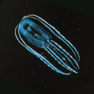 Northern comb jelly