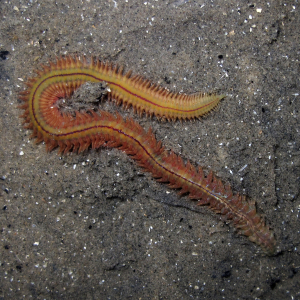 Estuary ragworm