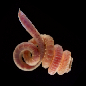 Rode draadworm