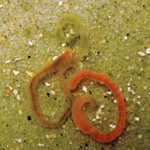 Hinterende Bäumchenröhrenwurm