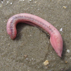 Hamlet's ophelia worm