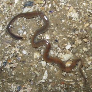 Red ribbon worm