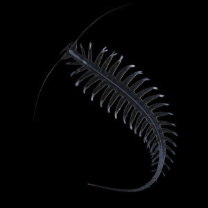 Helgoländer Paddelwurm