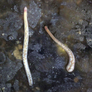 Milk-white ribbon worm