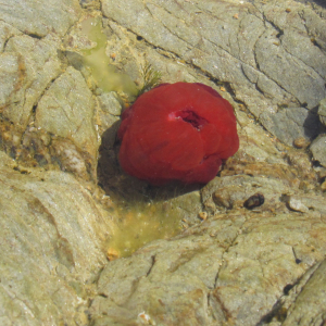 Beadlet anemone closed
