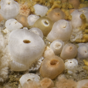 Plumose anemone closed  