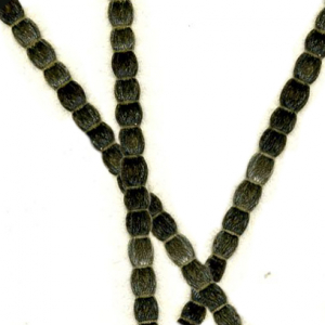 Dickfädiges Borstenhaar