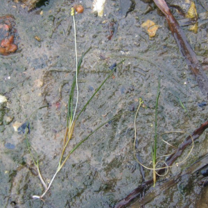 Langstilket havgræs