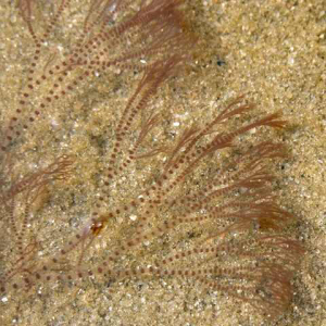 Zierliche Hörnchenalge