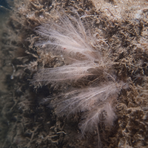 Fine feather-hydroid