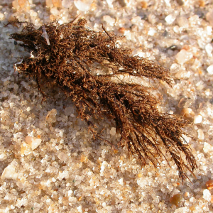Brown moss polyp