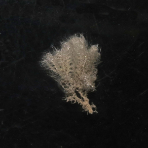 Haariges Moostierchen