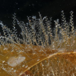 Geknickter Glockenpolyp