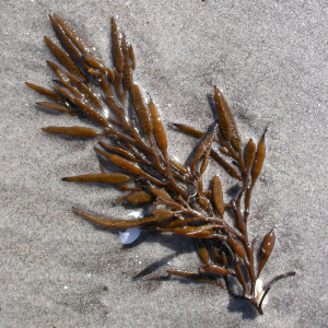 Pod Weed, Sea Oak
