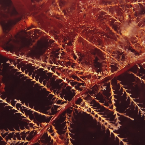 Sea oak polyp