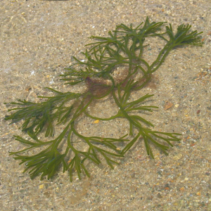 Sponge seaweed