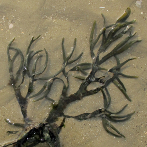 Northern claw-wrack