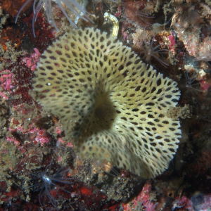 Nordisches Schleiermoostierchen