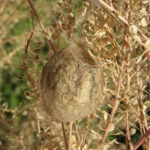 Wasp Spider egg cocoon