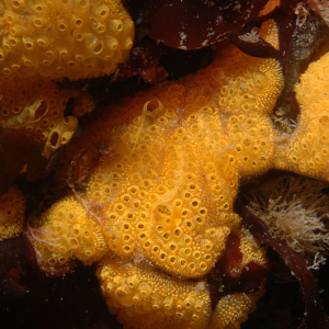 Asiatische Lappen-Ascidie