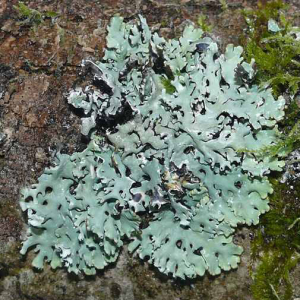 Common acidophilus lichen