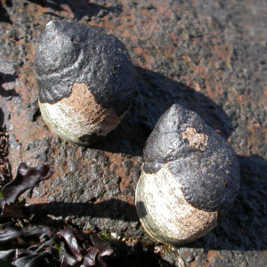 Vortet ralfsiaskorpe