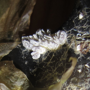 Delicate tube bryozoan