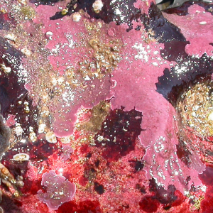 Maërl of zeewierkalk