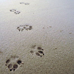 Mammal footprint