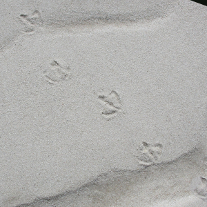 Anatid footprints