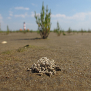 Haufen Dunkler Salzkäfer