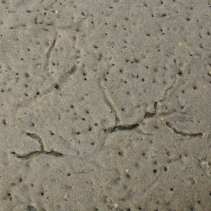 Estuary ragworm tracks