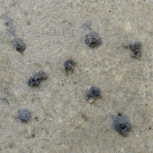 Ekskrementer af elastikorm