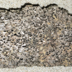 Fraßlöcher Bohrassel