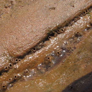 Röhre Kalkbohrwurm