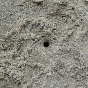 Dune tiger beetle hole