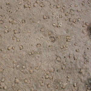 Haufen Schlickkrebs alt