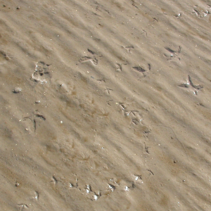 Gat gemaakt door wulp