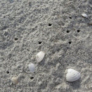 Sand hopper holes