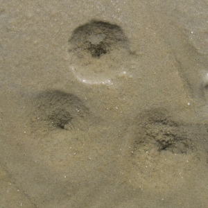 Sandorme huller